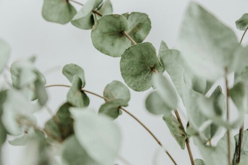 Stockphoto plant